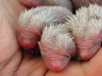 Tihle ježčí novorozenci musejí do zimy nabrat aspoň 650 gramů.