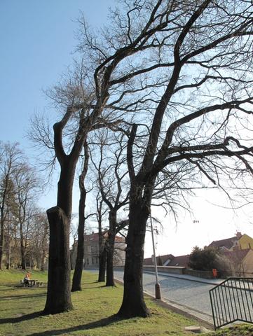 Obrázek