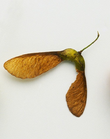 Obrázek