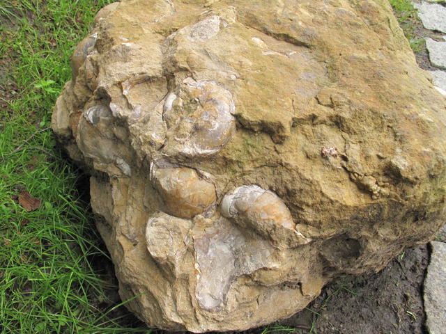 Obrázek