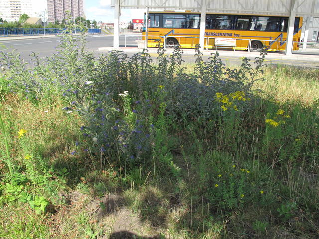 Obrázek